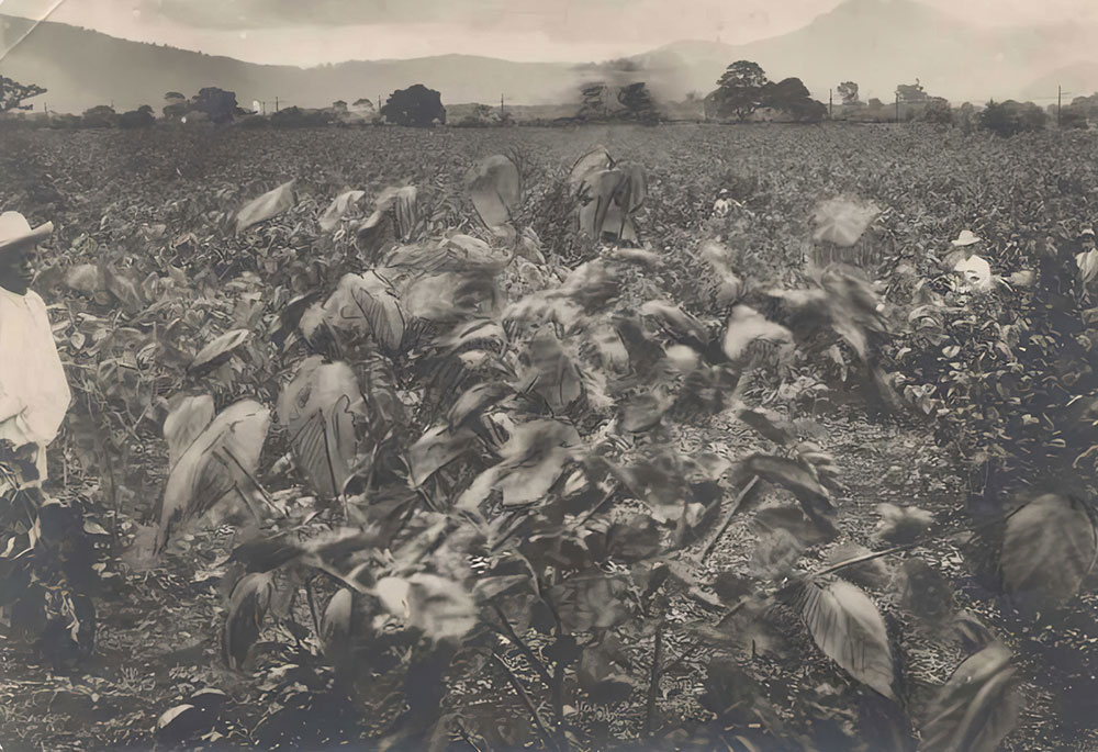 Plantacin de moritas.
